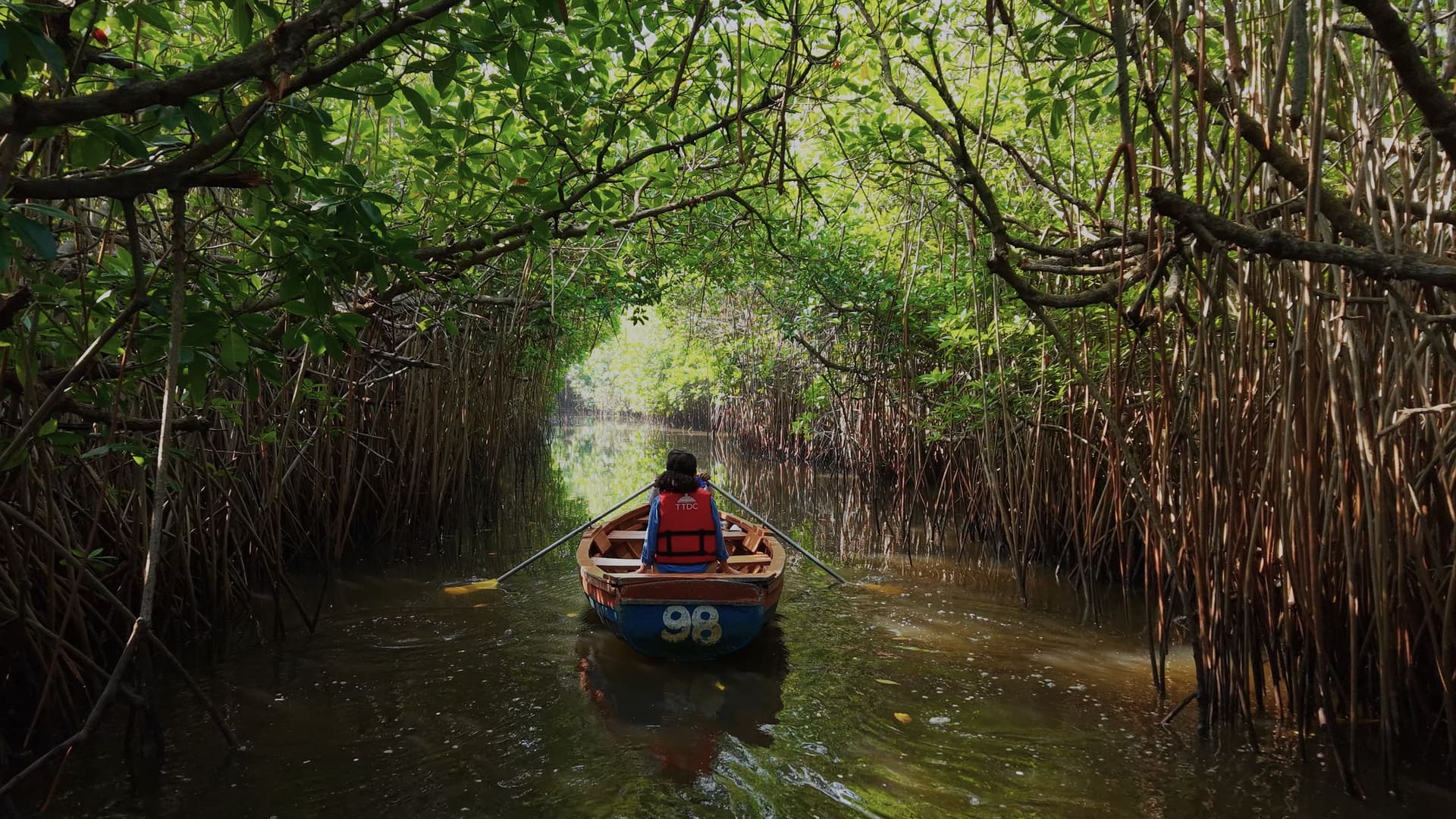 Pichavaram mangroves