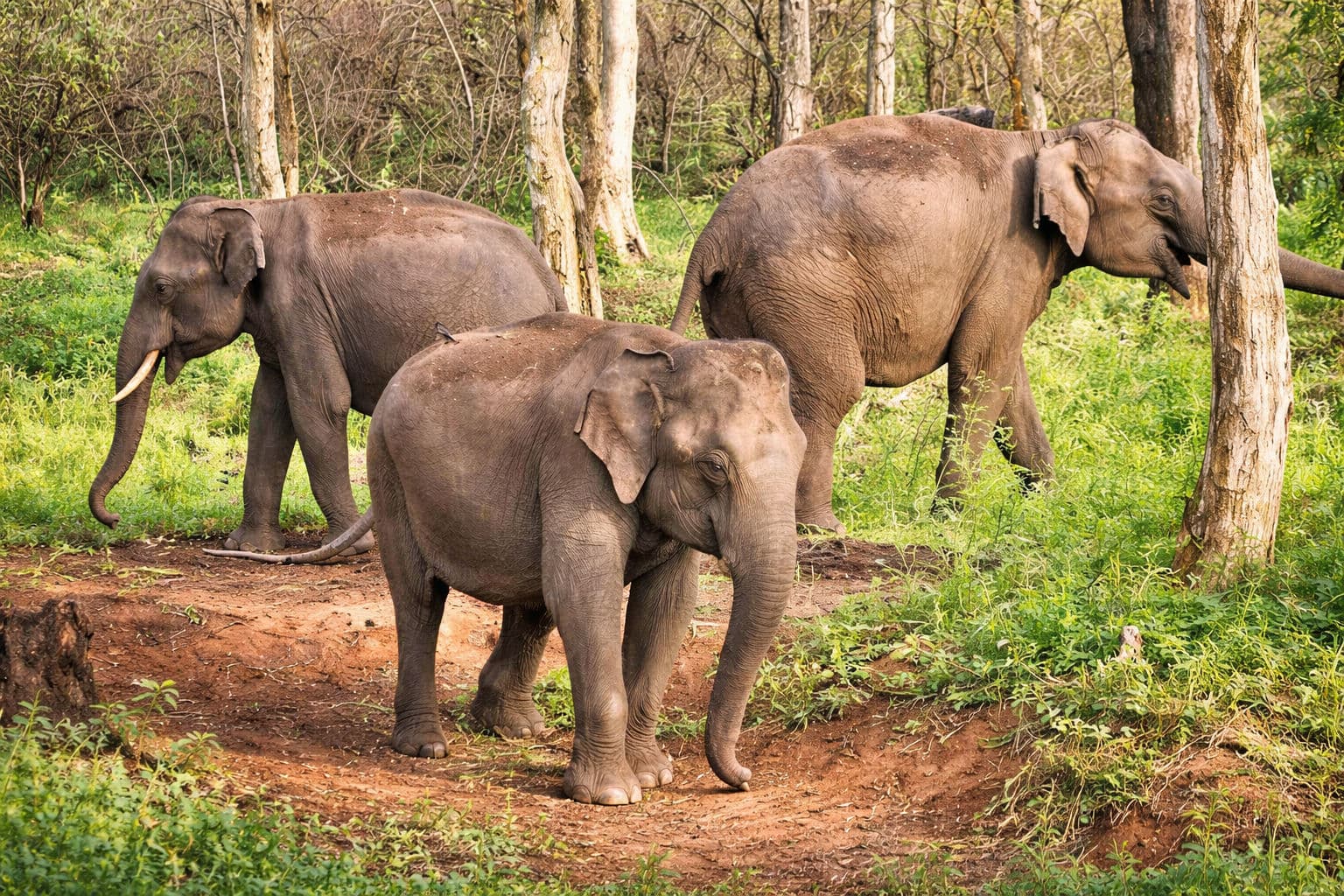 Anamalai Tiger Reserve safari